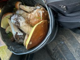 Waldpilze essbar &raquo; Waldpilze Essbar &raquo; marone